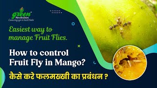 How to control fruit fly in mango Best trap for fruit fly  Pheromone trap installation mango [upl. by Loren163]