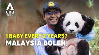 Why Malaysias Panda Keeper Is Famous In China [upl. by Yniatirb]