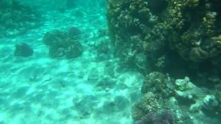 Giftun Island Hurghada Egypt [upl. by Dwaine208]