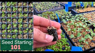 Seed Starting 101  How We Start Seeds  Germinating Seeds Fast  Detailed Lesson  Garden Farm [upl. by Ridley]