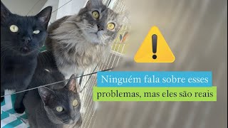 Ninguém fala sobre esses problemas mas eles são reais gatos gatosfofo gatosengraçados trigatos [upl. by Yvon199]