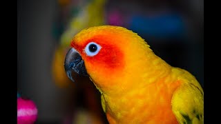 Sun Conures 101 [upl. by Maidy]