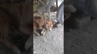 Baby dogs cute 🥺doglover dog subscribe shorts [upl. by Asilana]