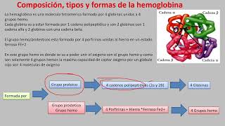 Regulacion respiratoria y transporte de gases [upl. by Anayet]