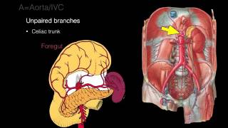 Retroperitoneal space and Retroperitoneal organs [upl. by Ado729]