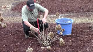 How To or Should You   Prune Hydrangeas in Early Spring [upl. by Fielding]