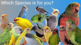 Pros and Cons of 16 Species of Pet Birds [upl. by Ena807]