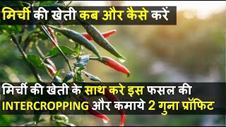 मिर्ची की खेती कब और कैसे करें  Green Chili Farming In India  Leaf Curl Virus in Chili [upl. by Aseiram]