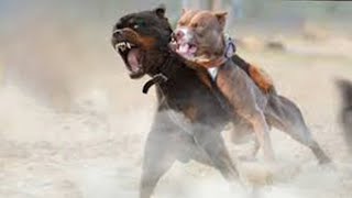 American Pitbull Vs Rottweiler Comparison  Rottweiler vs Pitbull In a Real Fight  PITDOG [upl. by Yarw]