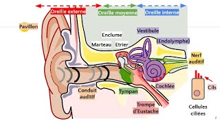 Anatomie de loreille 👂 [upl. by Gilliam973]