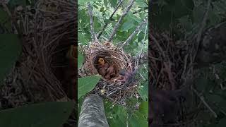 The cuckoo bird pushed the small bird of the shrike out of nest伯劳鸟的小鸟被杜鹃鸟推出了鸟窝 [upl. by Hauck]