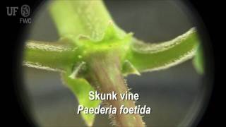 Skunk vine Paederia foetida [upl. by Delfine]