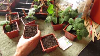 How and When to Seed Start Cucumbers Indoors Warm Weather  The Rusted Garden 2014 [upl. by Llertnod89]