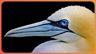 The Gannet Britain’s Biggest Seabird  Gannets  Real Wild [upl. by Leasa]