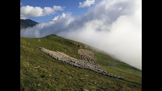 Élevage de montagne ces métiers clés du territoire pyrénéen [upl. by Couq769]