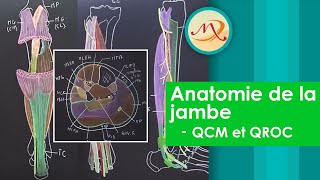 Anatomie de la Jambe QCM et QROC [upl. by Northey]