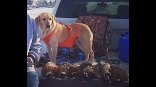 Hundreds of Wild Birds  South Dakota Pheasant Hunting with Sage and Ace [upl. by Arsi]