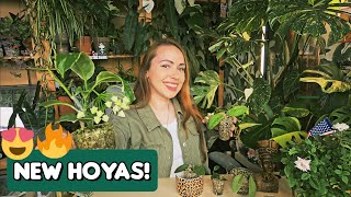 5 new variegated  wishlist Hoyas 🌿 Plant haul  repotting to pon [upl. by Ahseer]