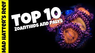 Top 10 Most Stunning Zoanthids and Palys [upl. by Aikal244]