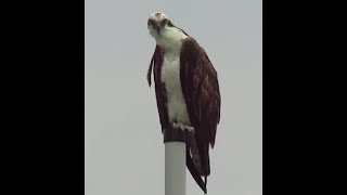 Head Bobbing Osprey [upl. by Dotty]