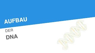 AUFBAU DER DNA  Biologie  Genetik und Entwicklungsbiologie [upl. by Erdnassak509]