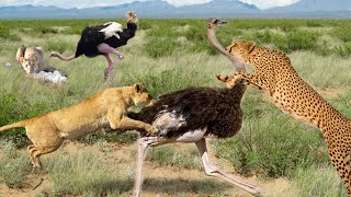 Ostrich Killed Lions While They Were Stealing Eggs Lion And Leopards Failed Hunt  Ostrich Vs Lion [upl. by Aniuqahs]