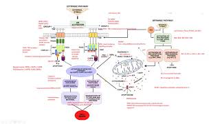 apoptosis p53 caspasas biología molecular biology [upl. by Ferneau]