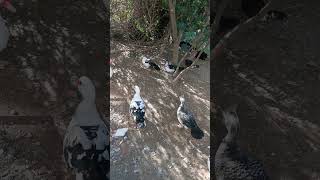 colonia felina con muchos patos [upl. by Aihsei]