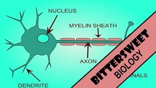 Action Potential Explained  The Neuron [upl. by Olocin45]