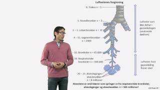 Respirasjonssystemet Luftveienes forgreninger [upl. by Latihs]