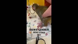 Baby Monkey Diaper amp Video fail animals pets cutepets animals monkeys viral fyp cute monkey [upl. by Imelda]