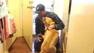 Dogs Welcoming Soldiers Home 2017 NEW [upl. by Eniliuqcaj]