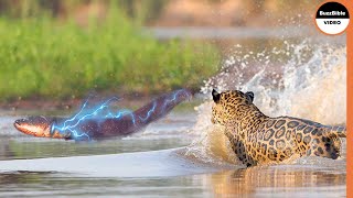 Can A Jaguar Survive 860 Volt Electric Eel Shock [upl. by Aerdnaxela]