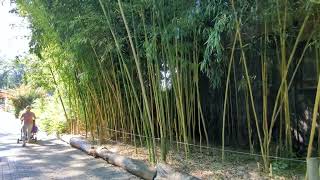 Phyllostachys Vivax Huangwenzhu Zoo Opole 05092023r [upl. by Joanna]