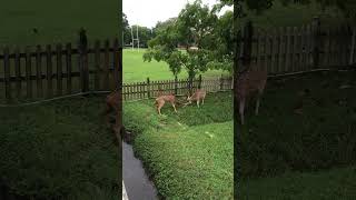 😱😓 Two deers fighting each other 😰 nature wildlife [upl. by Alleinad]