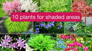 Top 10 ShadeLoving Plants for Your Shady Garden [upl. by Rabassa590]