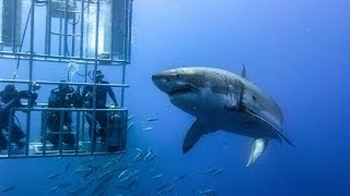 Shark Cage Diving in South Africa [upl. by Nob]