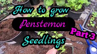 2021 How to grow penstemon from seed part 3 Guaranteed results every time [upl. by Ellenohs870]