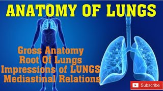 Lung Anatomy 🫁 Gross Anatomy Impressions Mediastinal Relations anatomy viral ytshort shorts yt [upl. by Wil]