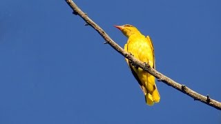 Vuga  Oriolus oriolus  Eurasian golden oriole [upl. by Dore]