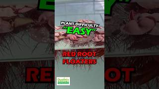 RED ROOT FLOATER WOW FLOATING PLANT PHYLLANTHUS FLUITANS [upl. by Tab]