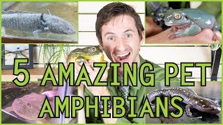 Five of the Best Pet Amphibians [upl. by Htebzile]