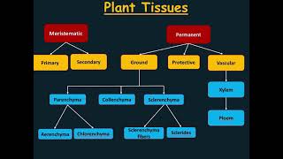 Plant Histology  Protective tissue Epidermis amp Periderm [upl. by Guyer]