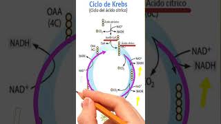 ⚗️Ciclo de Krebs medicina salud ciencia bioquímica histologia semiologia anatomia [upl. by Nnylyam97]