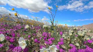 Anza Borrego Desert Flowers 03082024 [upl. by Ynnam]