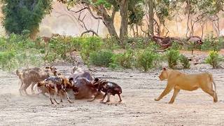 Lions Steal Buffalo from Wild Dogs After Intense Chase [upl. by Carrnan]