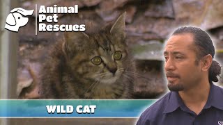 Cat Hoarder Havoc  Full Episode  SPCA Rescue [upl. by Dola767]