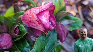 Hellebore Maintenance  Lenten Rose [upl. by Adel636]