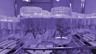 Cannabis Micropropagation [upl. by Risley]