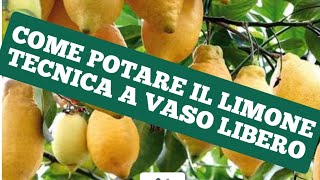 POTATURA DI UN LIMONE CON METODO A VASO LIBERO [upl. by Avevoneg743]